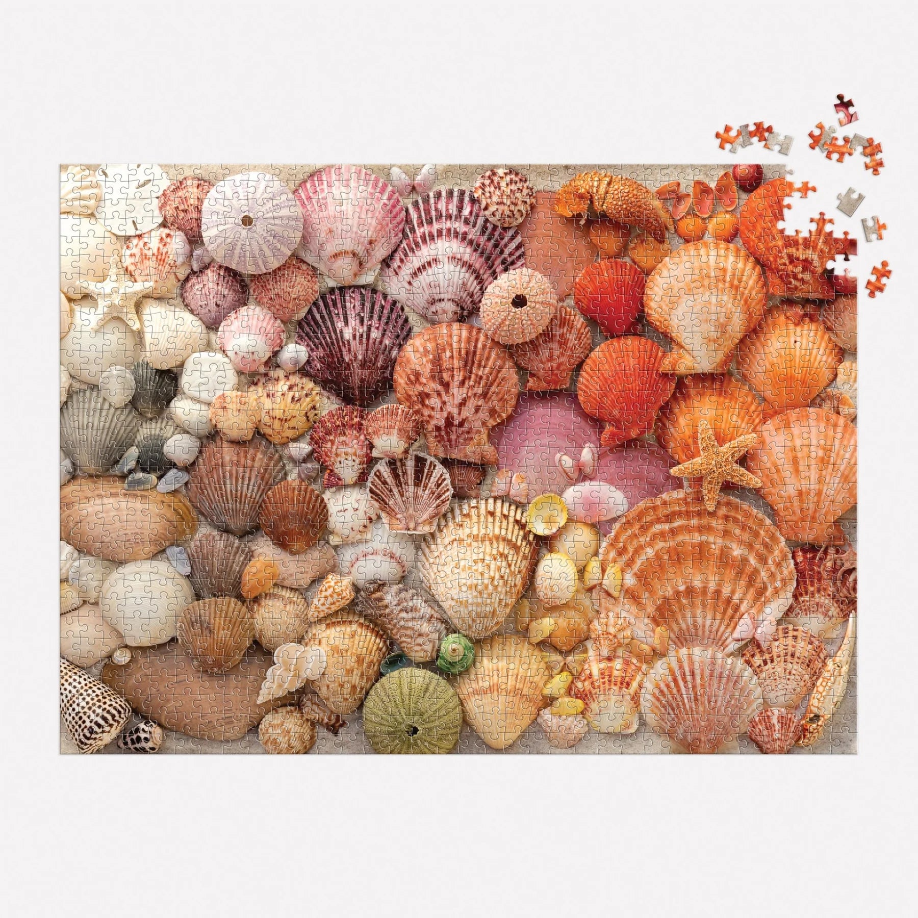 Galison | 1000pc Puzzle - Vibrant Seashells