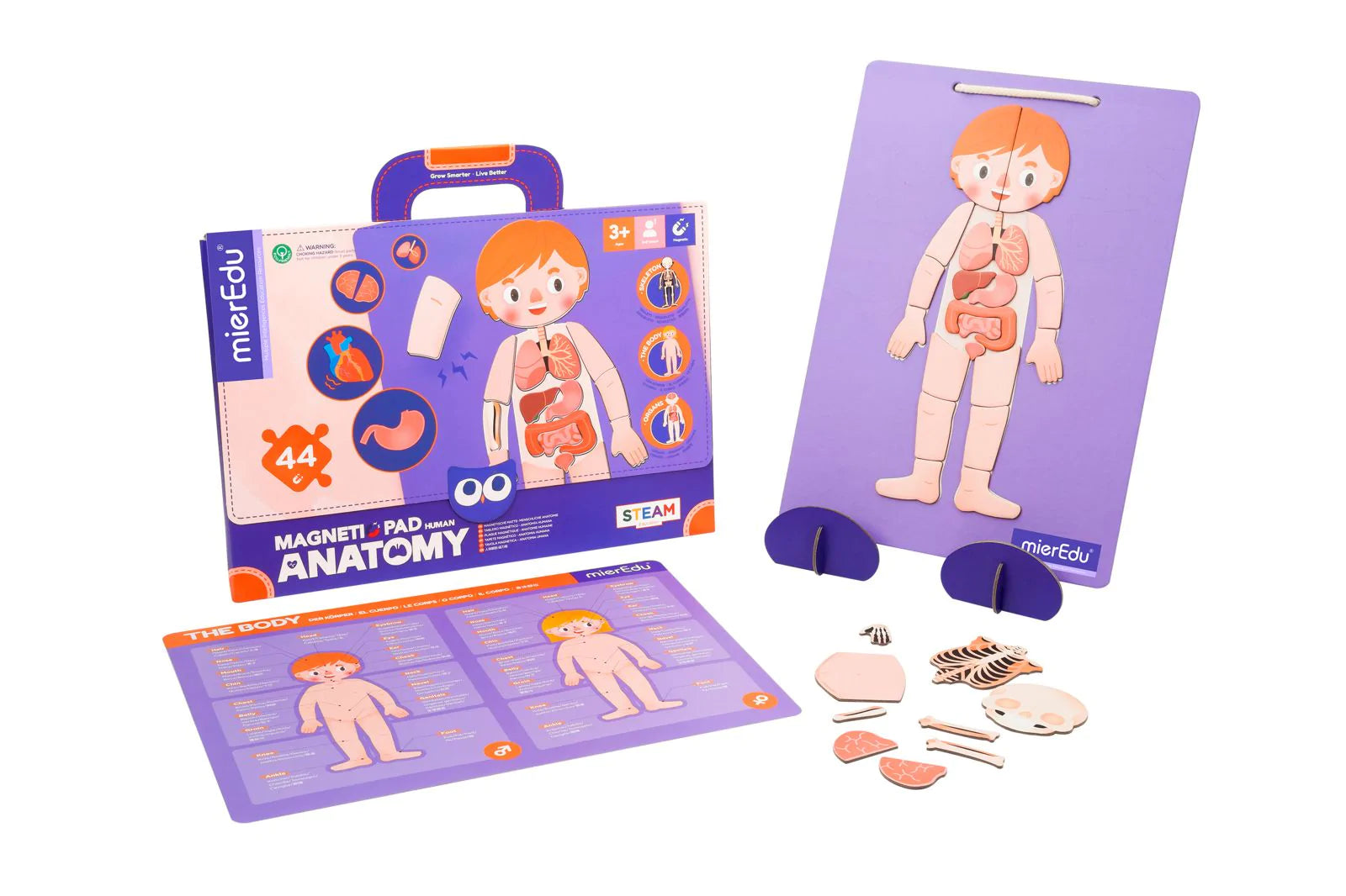 mierEdu | Magnetic Pad - Human Anatomy