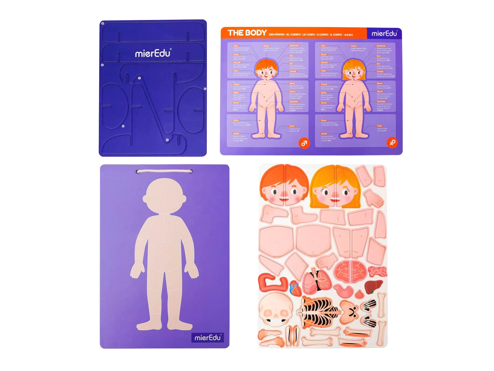 mierEdu | Magnetic Pad - Human Anatomy
