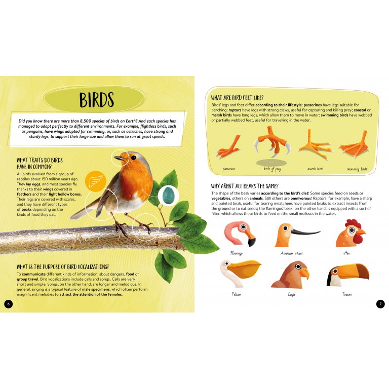 Sassi | What, How, Why - Animals - Book & Poster