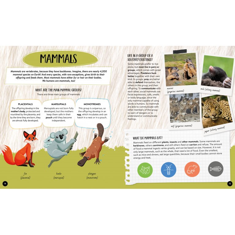 Sassi | What, How, Why - Animals - Book & Poster